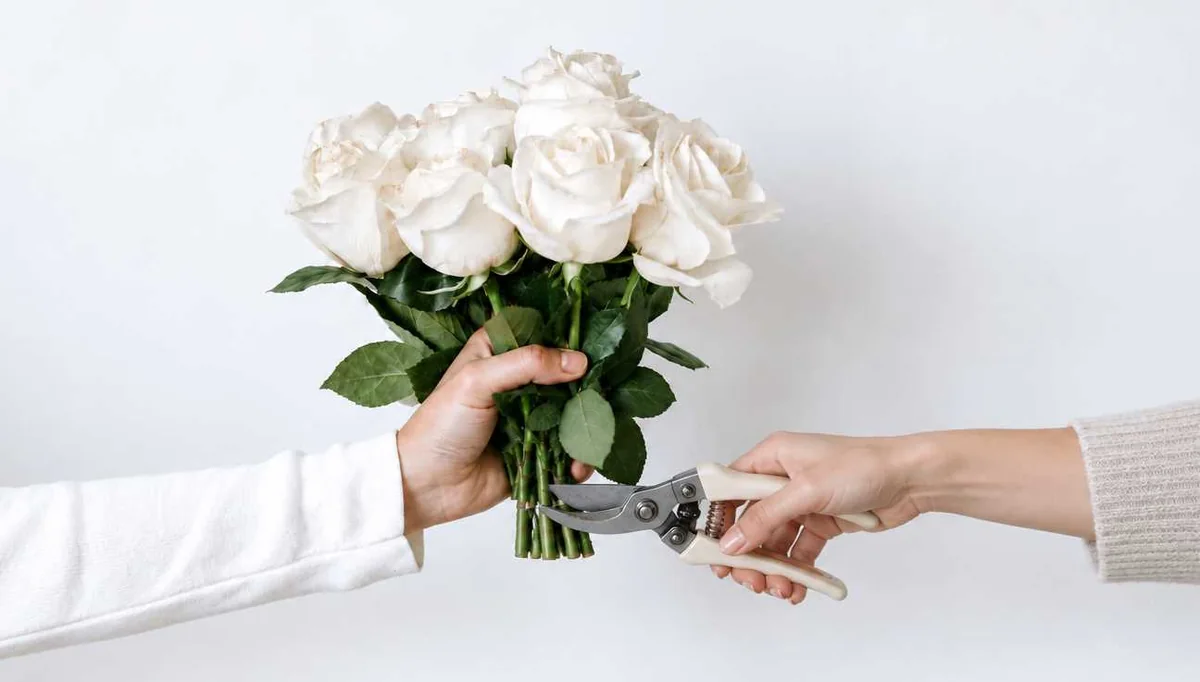 Eine Hand hält einen Strauß weißer Rosen, eine zweite Hand setzt eine Gartenschere an die Stiele